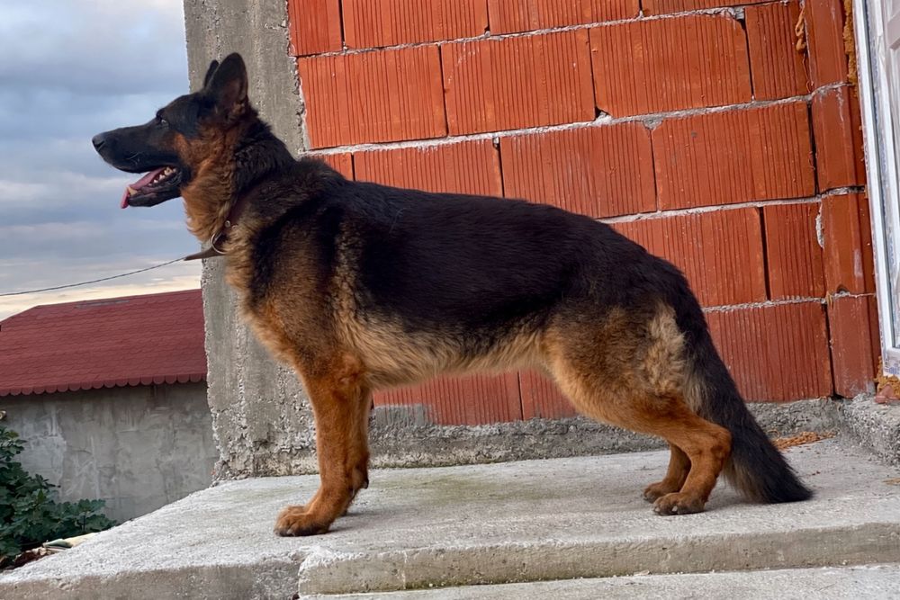 Бебета Немски Овчарки