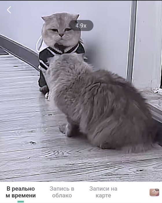 Вязка, племенной Кот, для вислоухих и прямоухих кошечек