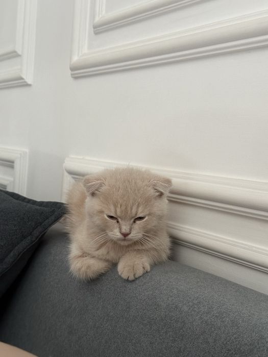 Продается котенок фолд веслоухый