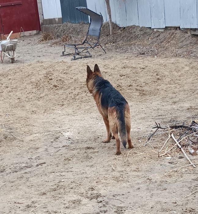 Вязка немецкая овчарка