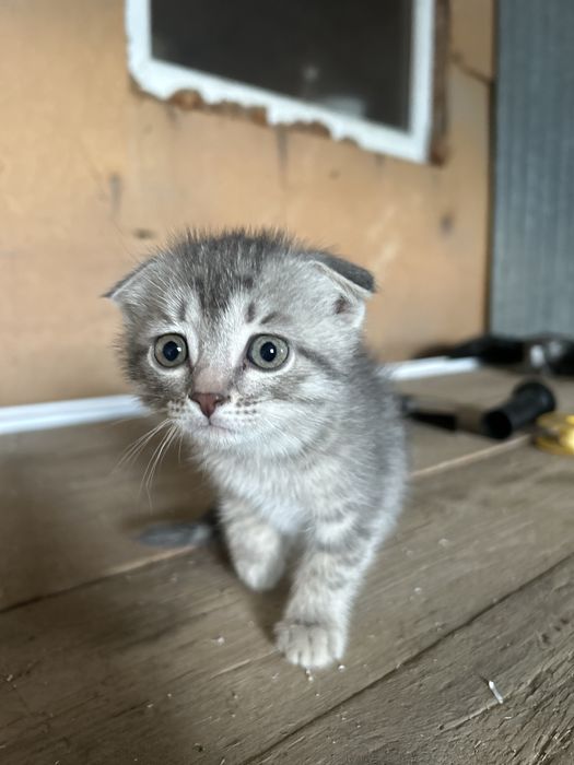 Шатланская котята девочка