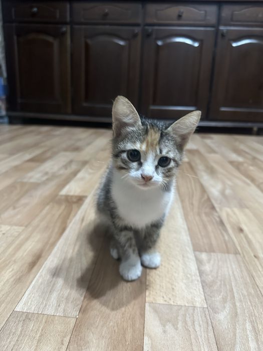 Трехцветная кошечка