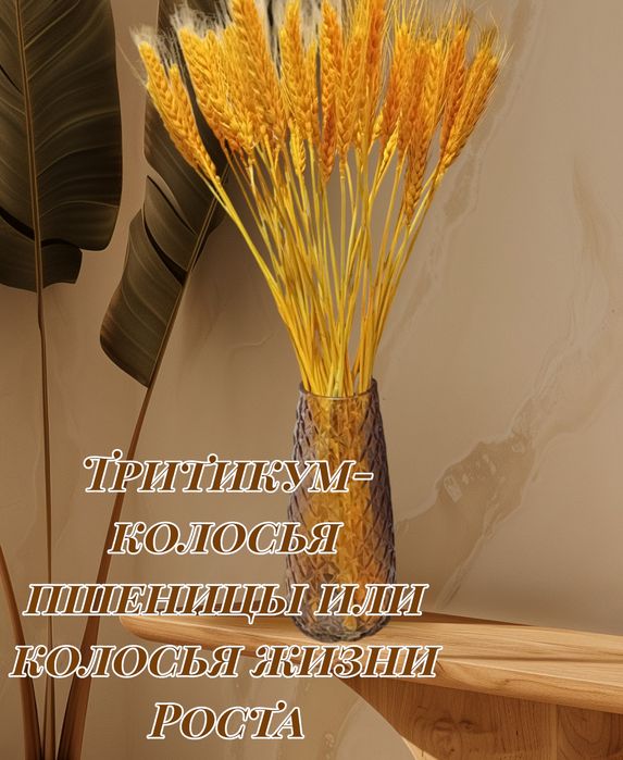 Сухоцветы букеты и штучно