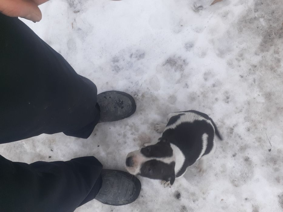 Продаю щенка питбуля