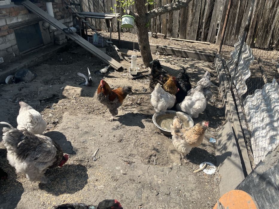 яицо Брама инкубационное.