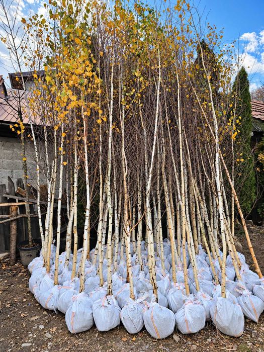 Plante Foioase - Mesteacan - Tei - Platan - Artar - Stejar