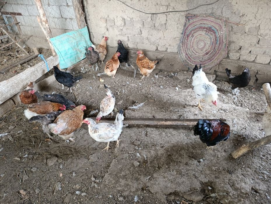 Жас тауықтар сатылады