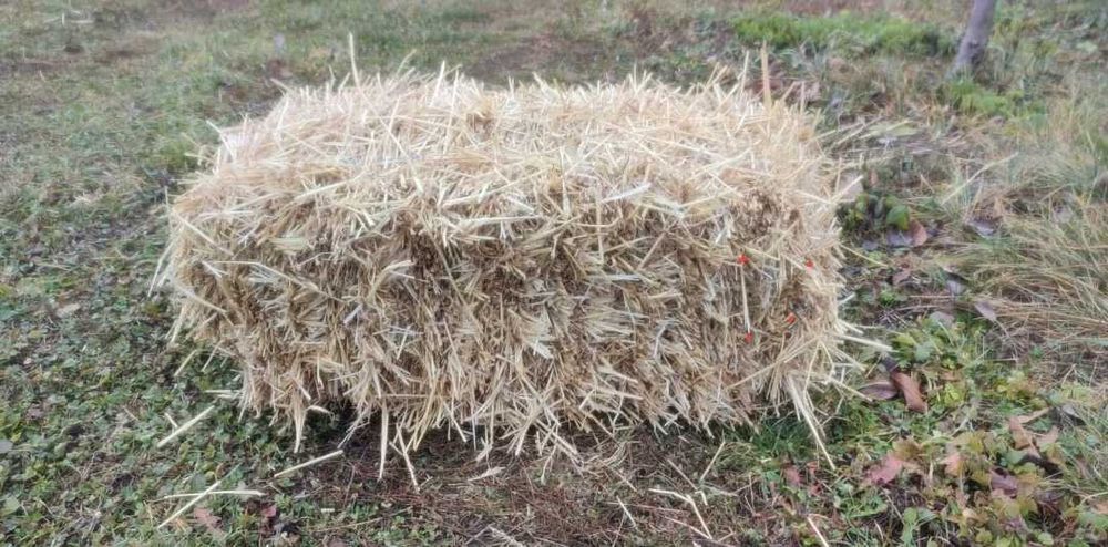 Vand baloți paie productie 2025