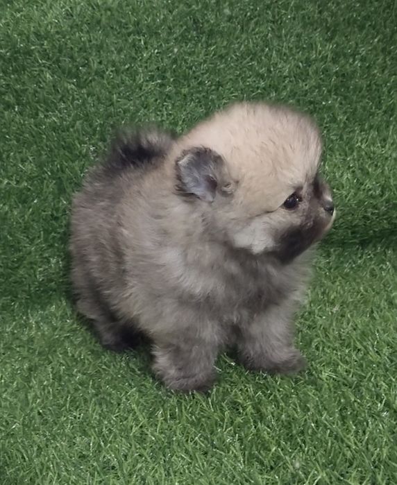 Щенки мини шпица разных окрасов