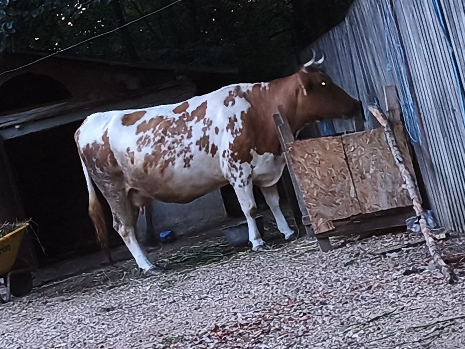 Vând vacă bălțată românească.