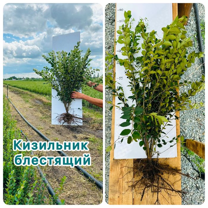 Кизильник на изгородь