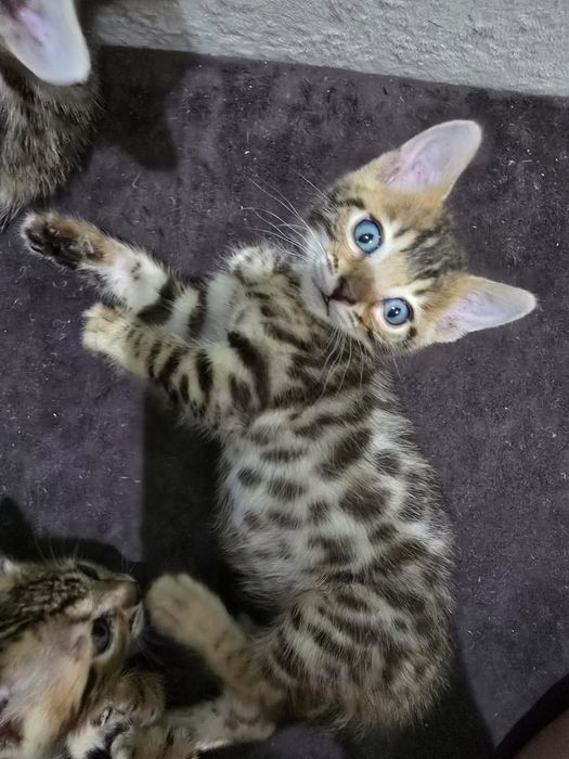 Бенгальский котенок