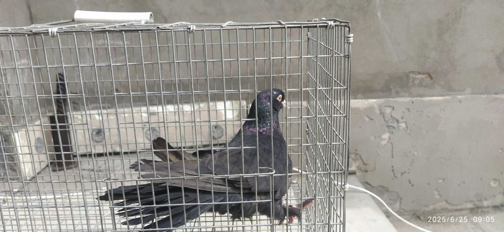 Голубь Такла гибрид Самец Ярый