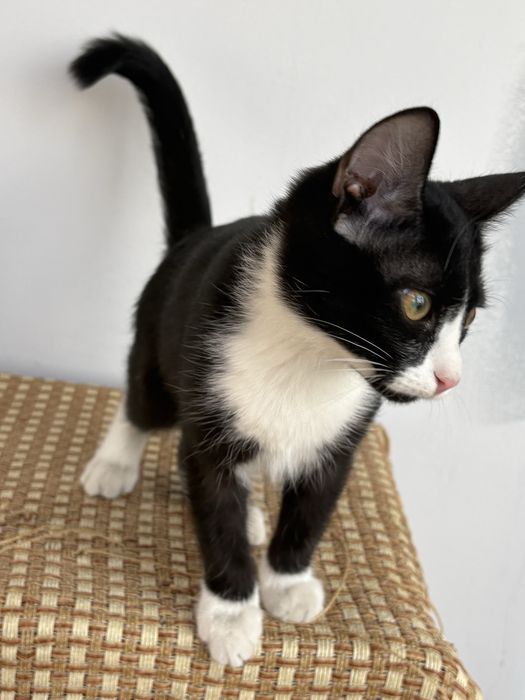 Котенок 3-4 мес