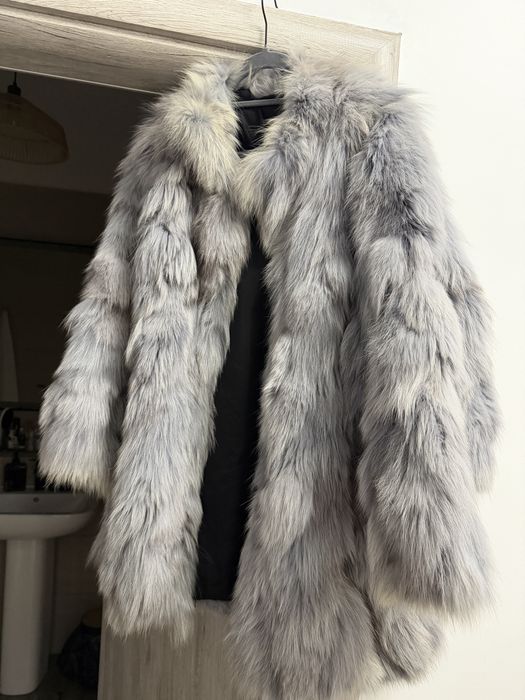 Hsins blana vulpe polara