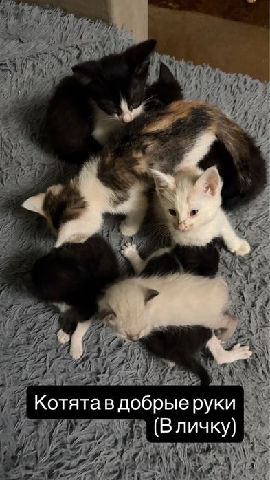 Котята в добрые руки