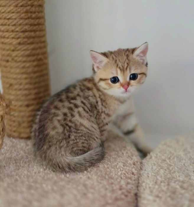 Кошечка ТиГрЯшА бРитаНскаЯ