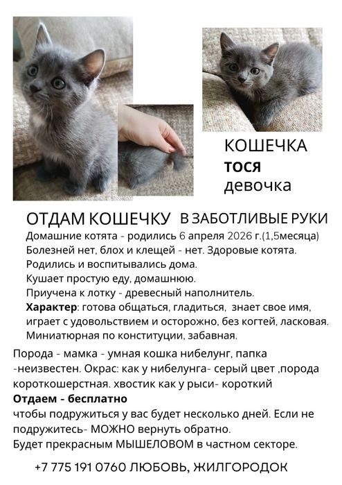 Отдаю умных котят