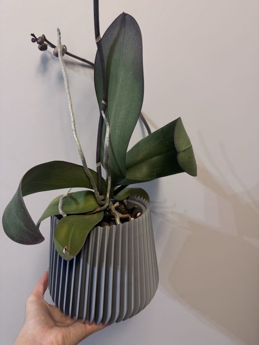 Кашпа / саксия за орхидея