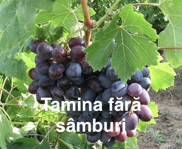 Butasi vita de vie anul 2 si 3