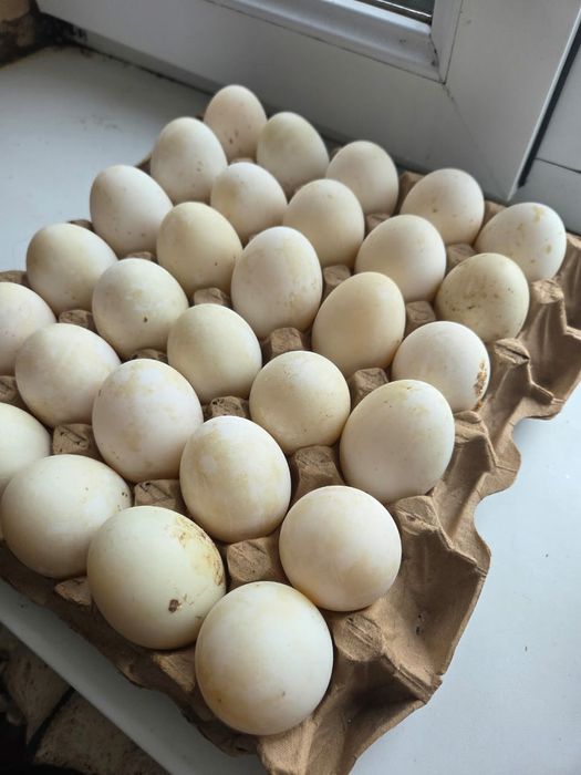 Үйректің жұмыртқасы