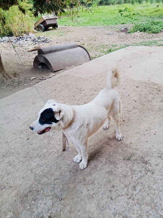 Ит сатылады бойы 90см 2жасар бағасы 80