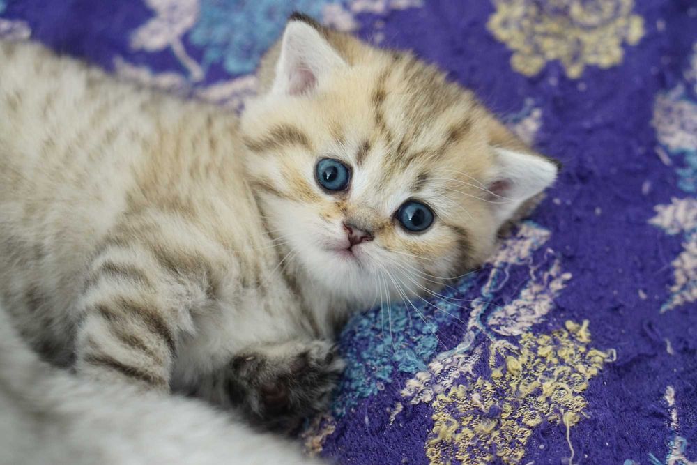 Британски Късокосмести котета