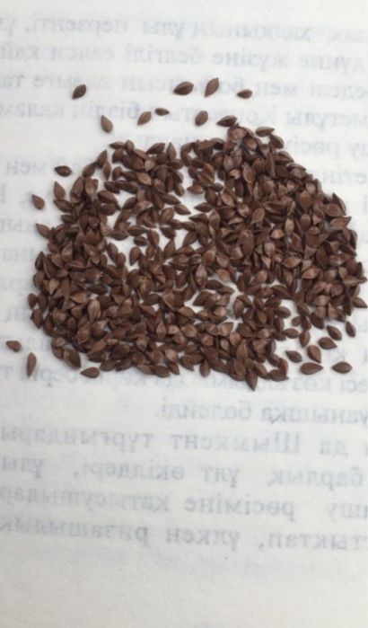 Румекс К-1 Клевер Люцерна Семена