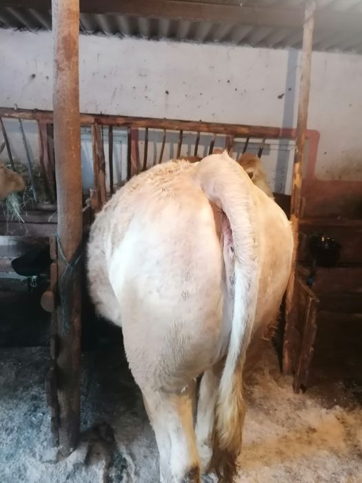 De vânzare juninca gestanta