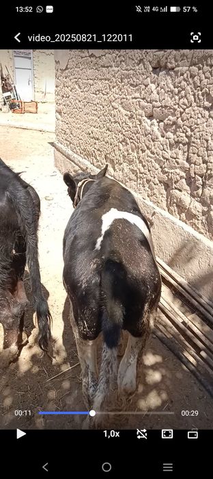 Жілікке жылқы еті бар!