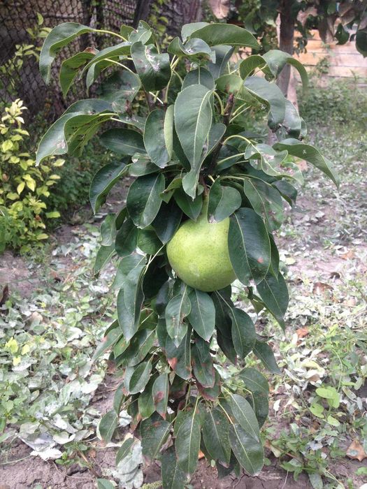 Pomii columnarii pe rod