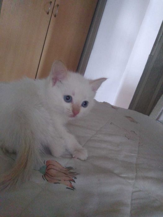 Отдам котят добрым людям