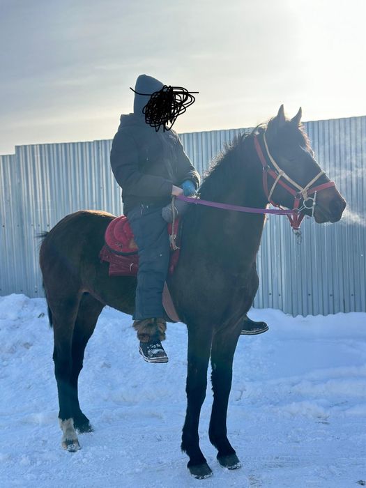 Құнан шгар сатылады