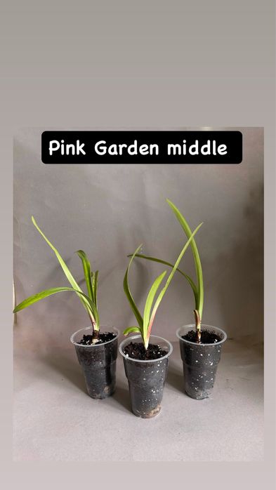 Амариллис Гипераструм РАСПРОДАЖА