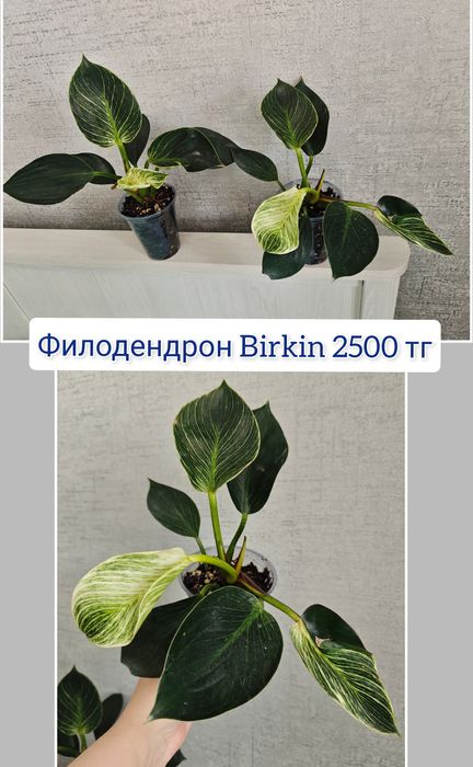 Хавортия гастерия суккуленты комнатные цветы