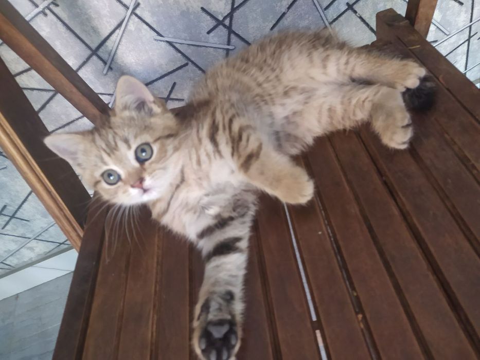 Срочна шотландский вислоухий и британский фолд