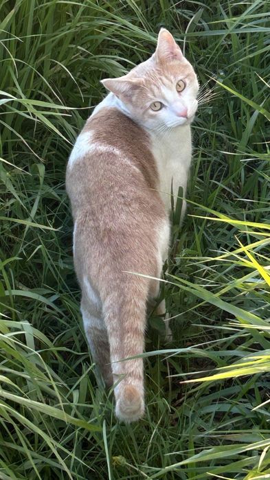 Отдам в добрые руки