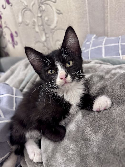 Котенок девочка любящим хозяевам