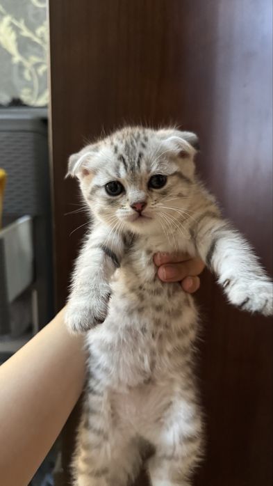 Шотланская вислоухая (Scottish Fold)