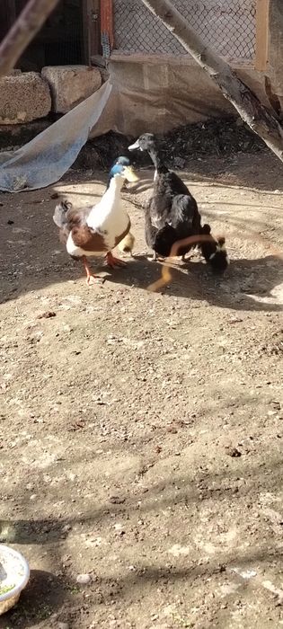 Урдак оиласи сотилади 17-февралда очиб чикди 2 та жужаси бор чикк