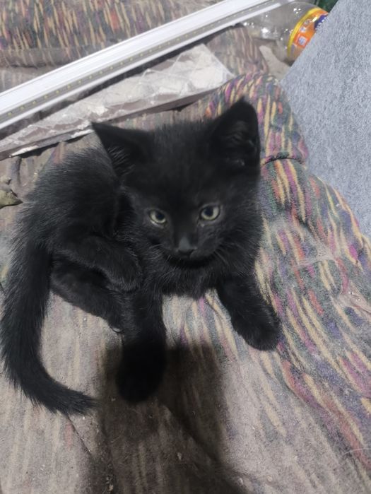 3 oylik muwuk bolalari hadiyaga beriladi