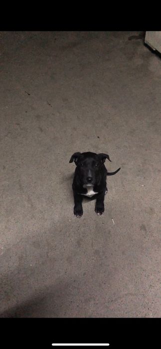 Продам пита щенка