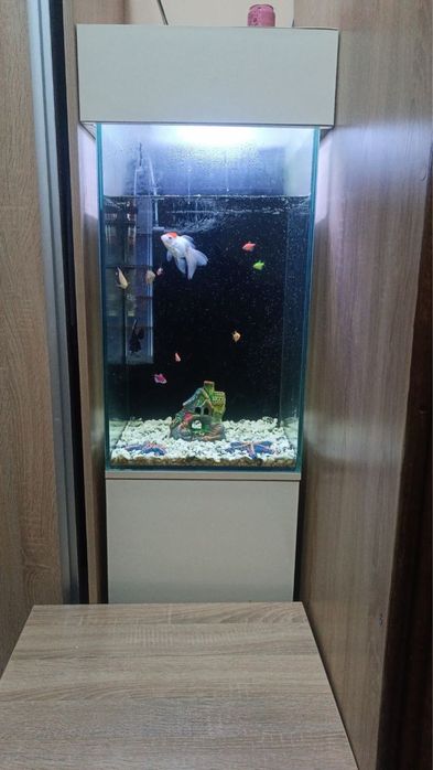 Akvarium sotiladi 100 litr