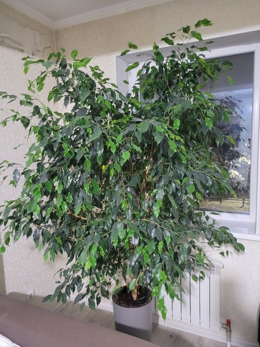 Фикус Бенжамина..