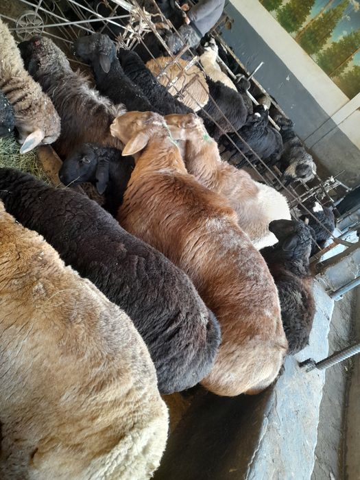 Кассоб хизмати 24/7. Бухородан келтирилган кучкорлар бор хар доим.