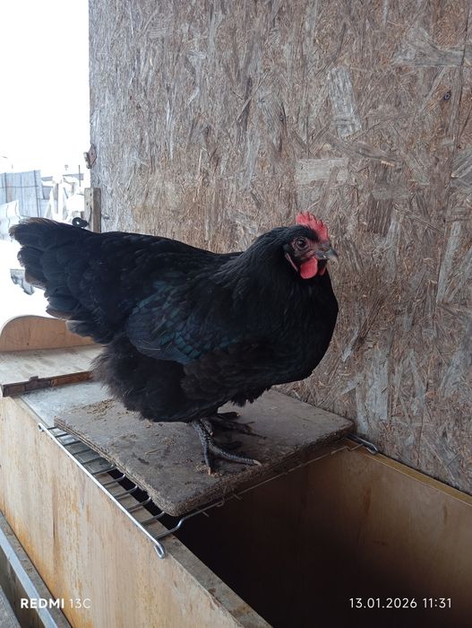 Oua austranlorp pt incubat