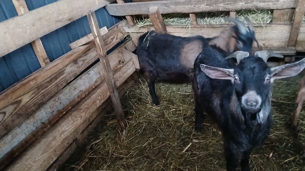 TAP DE VANZARE 1 alpin francez 1 Anglo nubian.