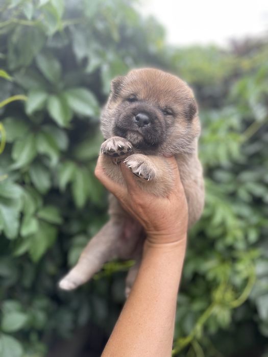 Замечательные щенки японской сибы