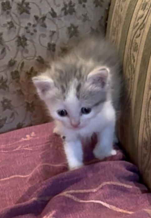 Котята 1,5 месяца