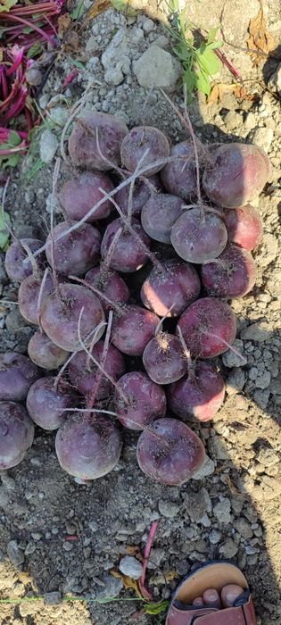 ҚИЗИЛЧА мақсулоди сотилди наманганда